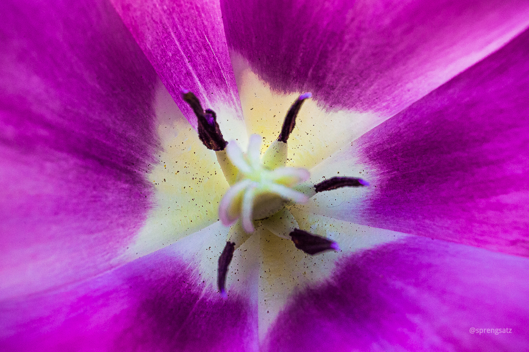 Macroaufnahme einer Tulpenblüte