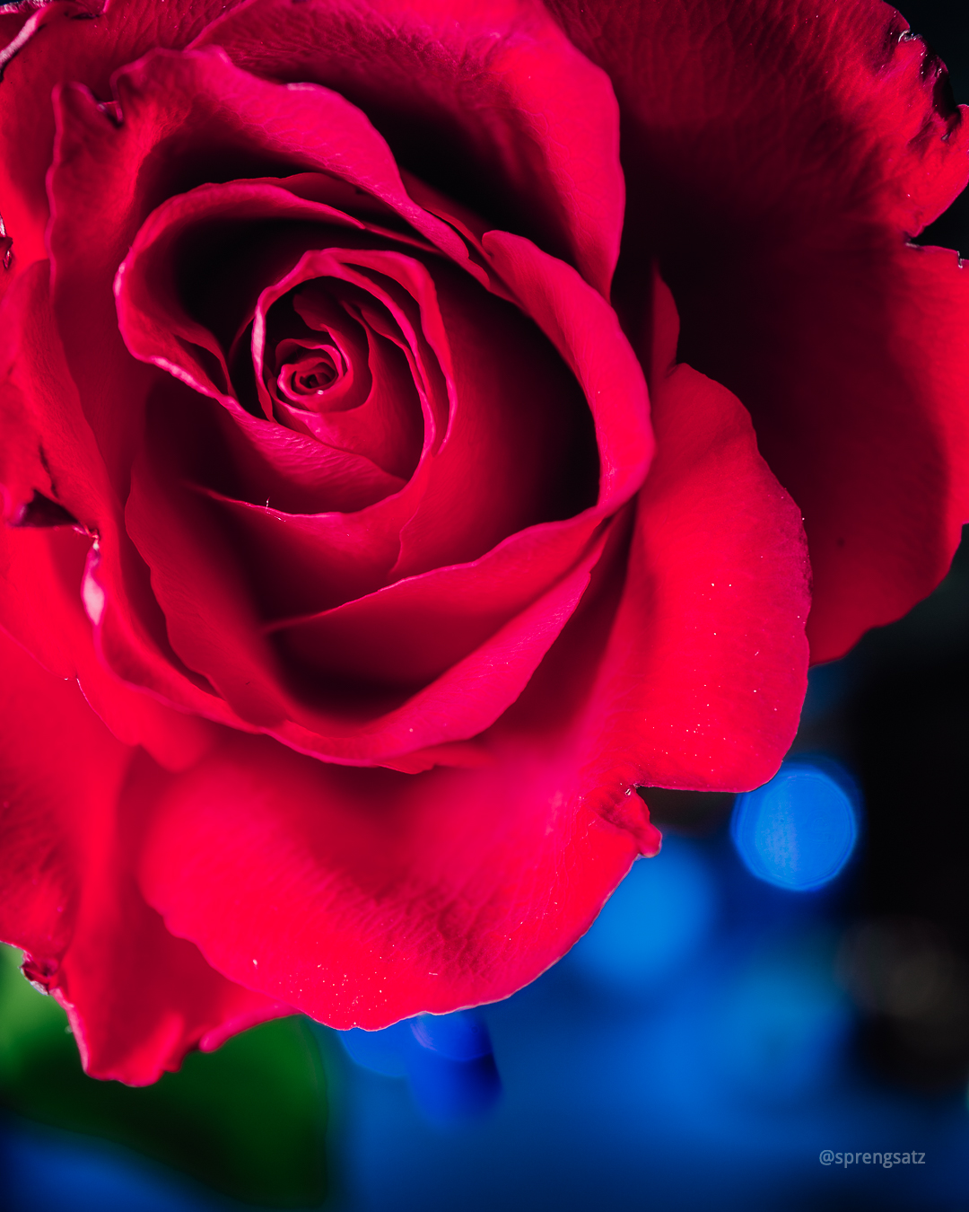 Macroaufnahme einer Blumenblüte mit Bokeh im Hintergrund