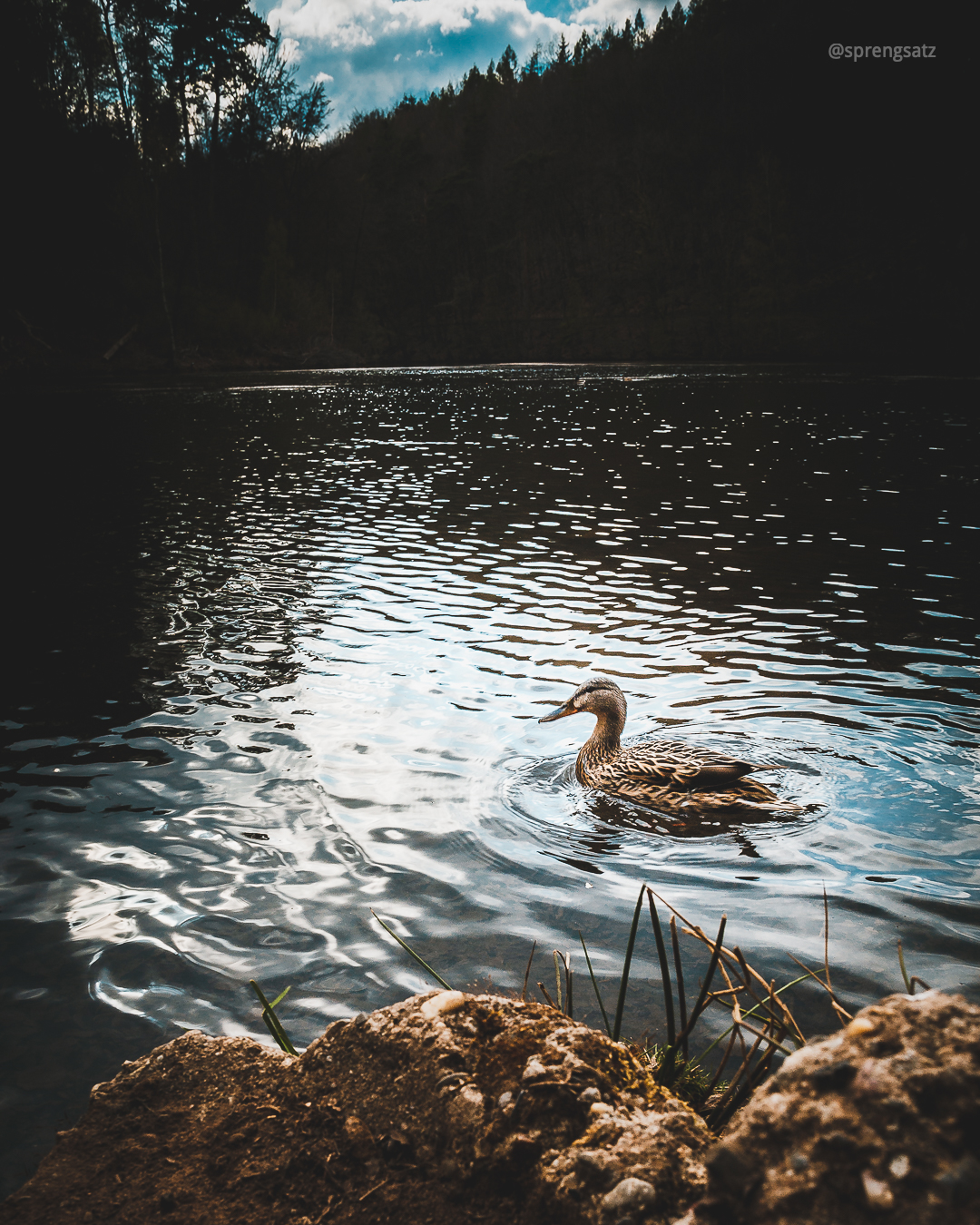 Eine Ente schwimmt auf dem Stausee Eiswoog (Ramsen, Donnersbergkreis)