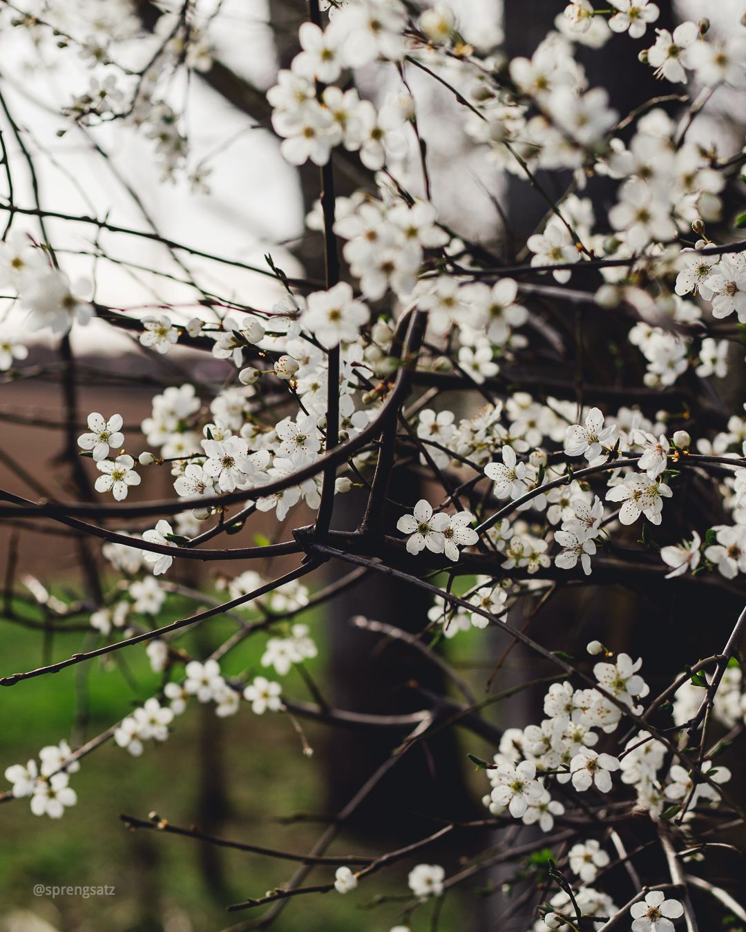Blühender Baum mit weißen Blüten