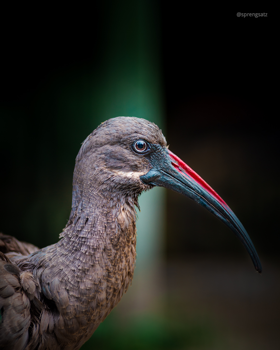 Der Hagedasch (Bostrychia hagedash) ist ein afrikanischer Vogel aus der Familie der Ibisse und Löffler.