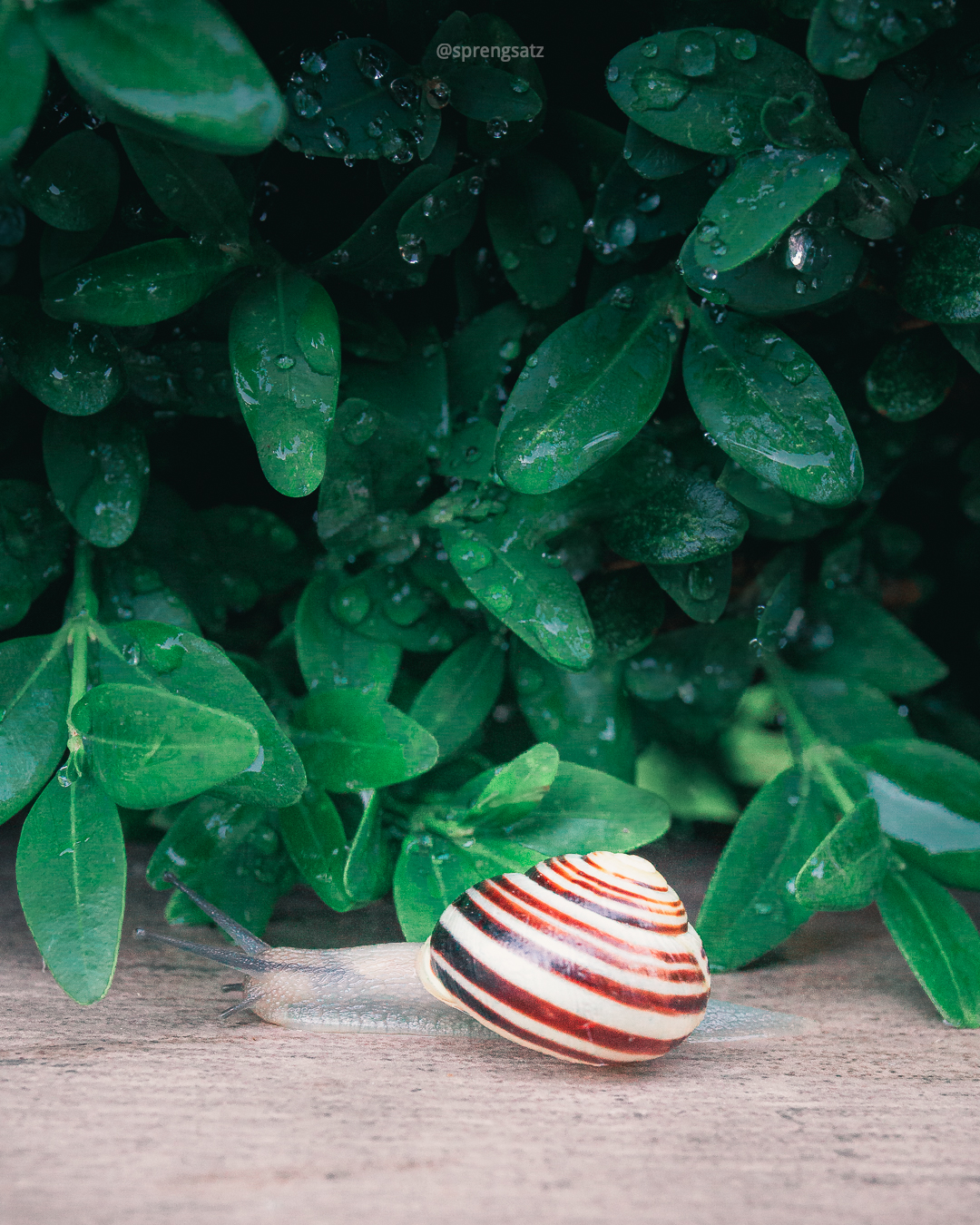 Hain-Bänderschnecke (Cepaea nemoralis)