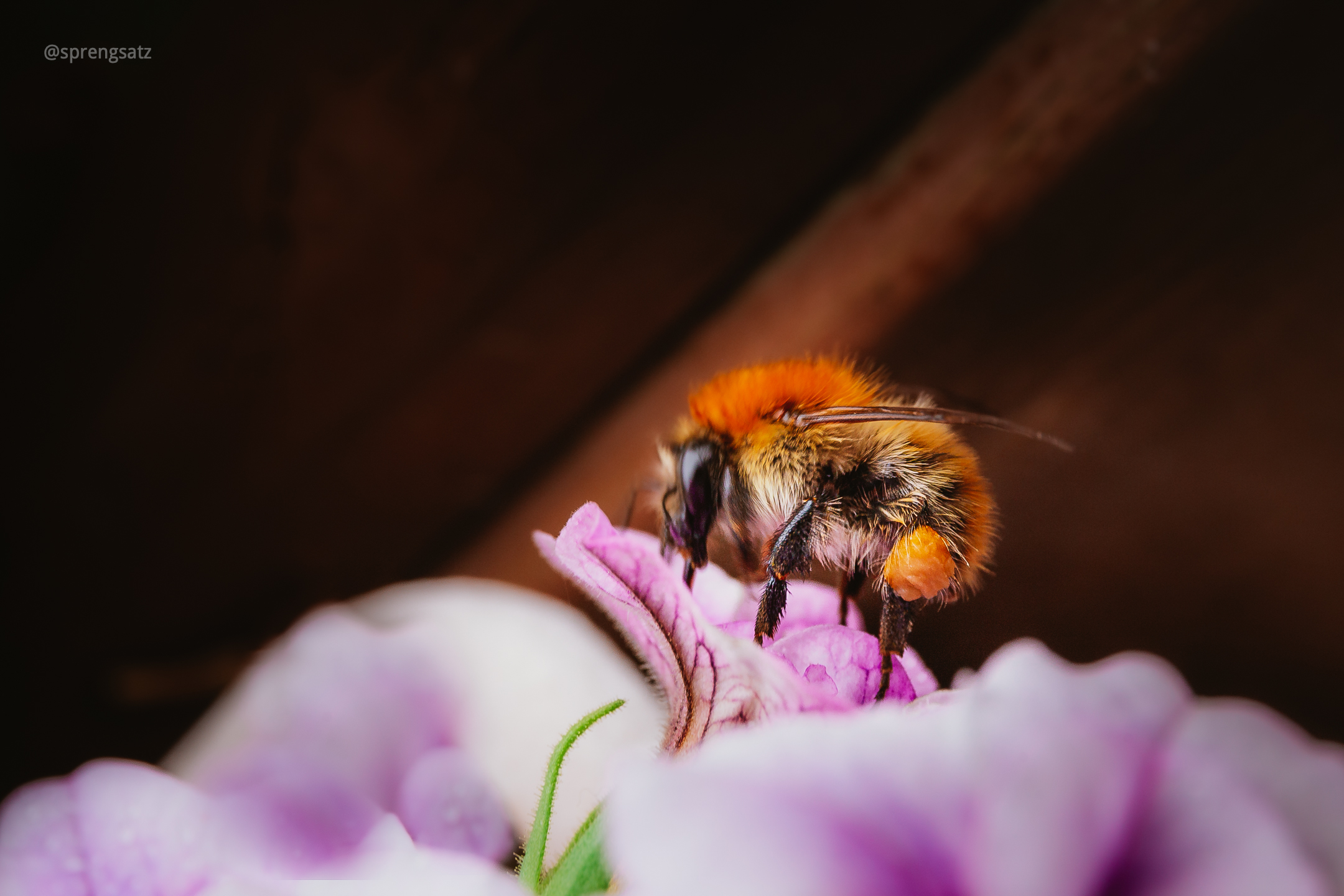 Hummel (Bombus) bei der Pollensammlung auf einer Blumenblüte