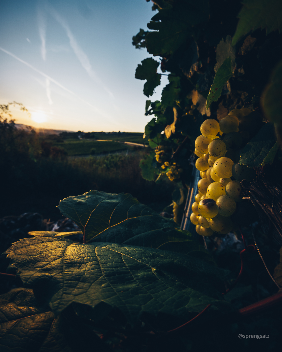 Trauben an einer Weinrebe im Zellertal bei Sonnenuntergang