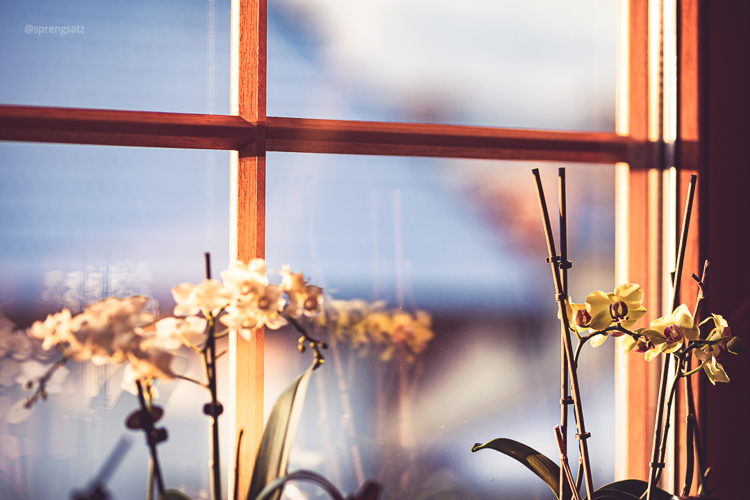 Fenster mit Blumen im Sonnenlicht, außen schneebedeckte Hausdächer