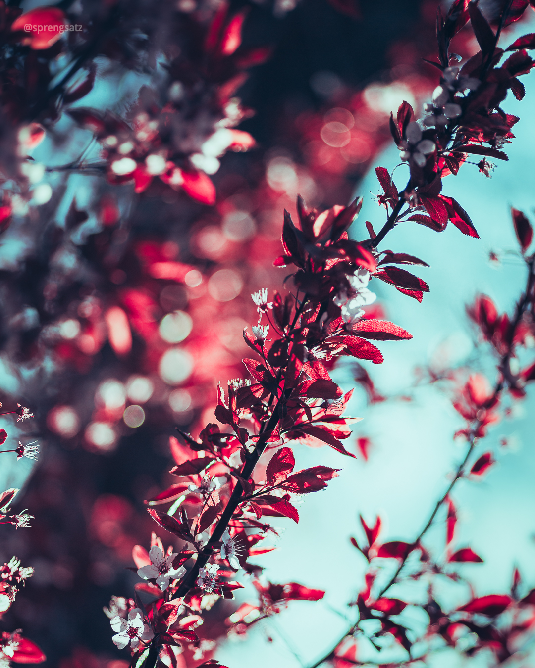 Rosa-rote Kirschblüten vor blauem Himmel in Bubenheim