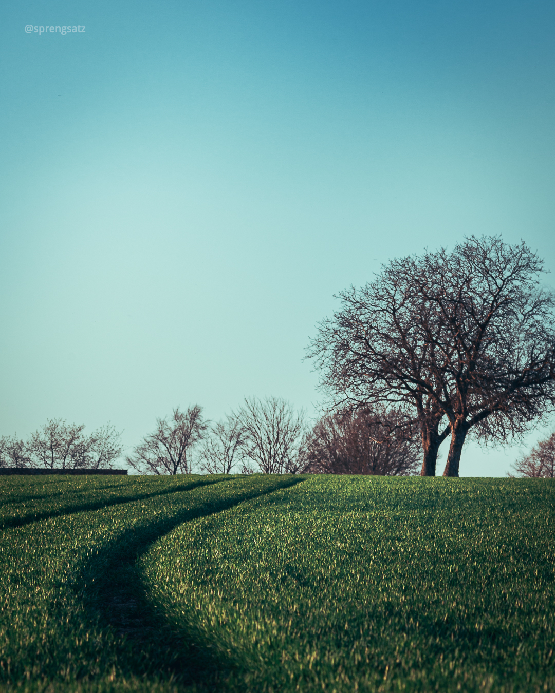 Grüne Wiese mit Baum vor blauem Himmel