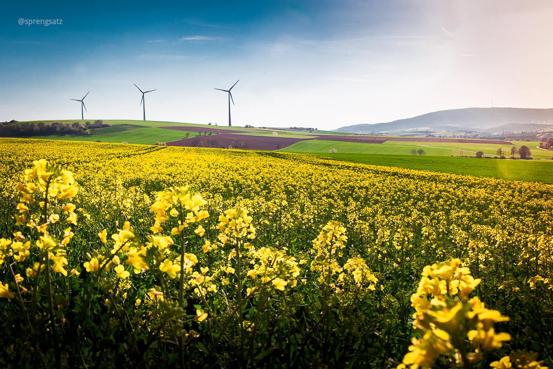 Gelb blühendes Rapsfeld im Zellertal bei Albisheim mit Blick Richtung Marnheim und Donnersberg