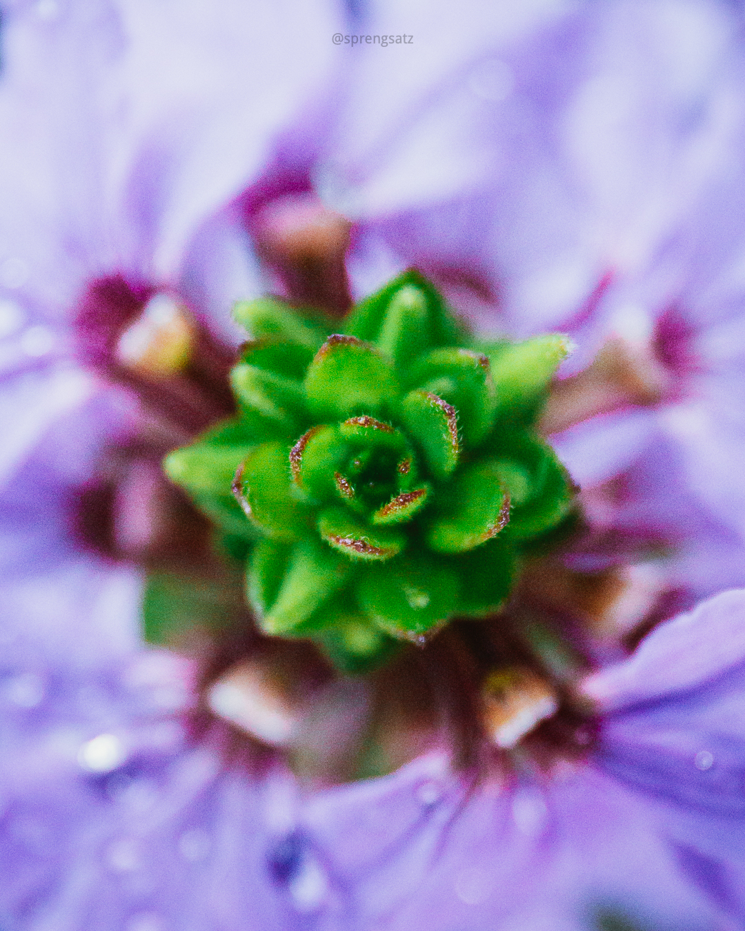 Macroaufnahme der Blüte einer Raublatt-Aster