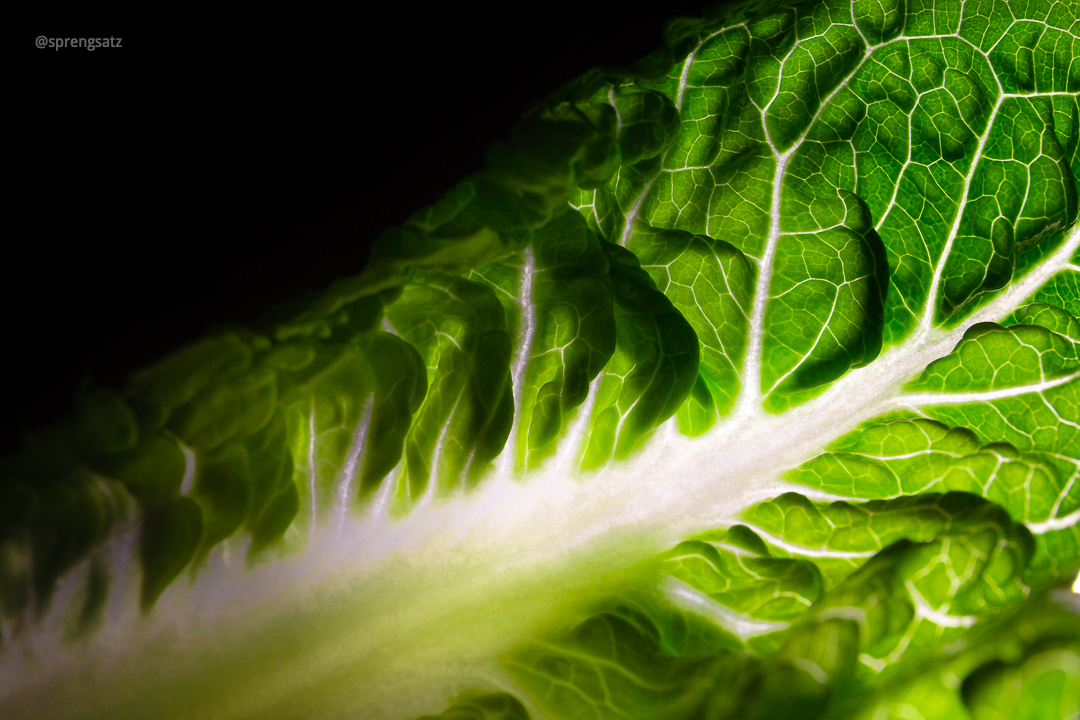 Römersalat (Lactuca sativa var. longifolia)