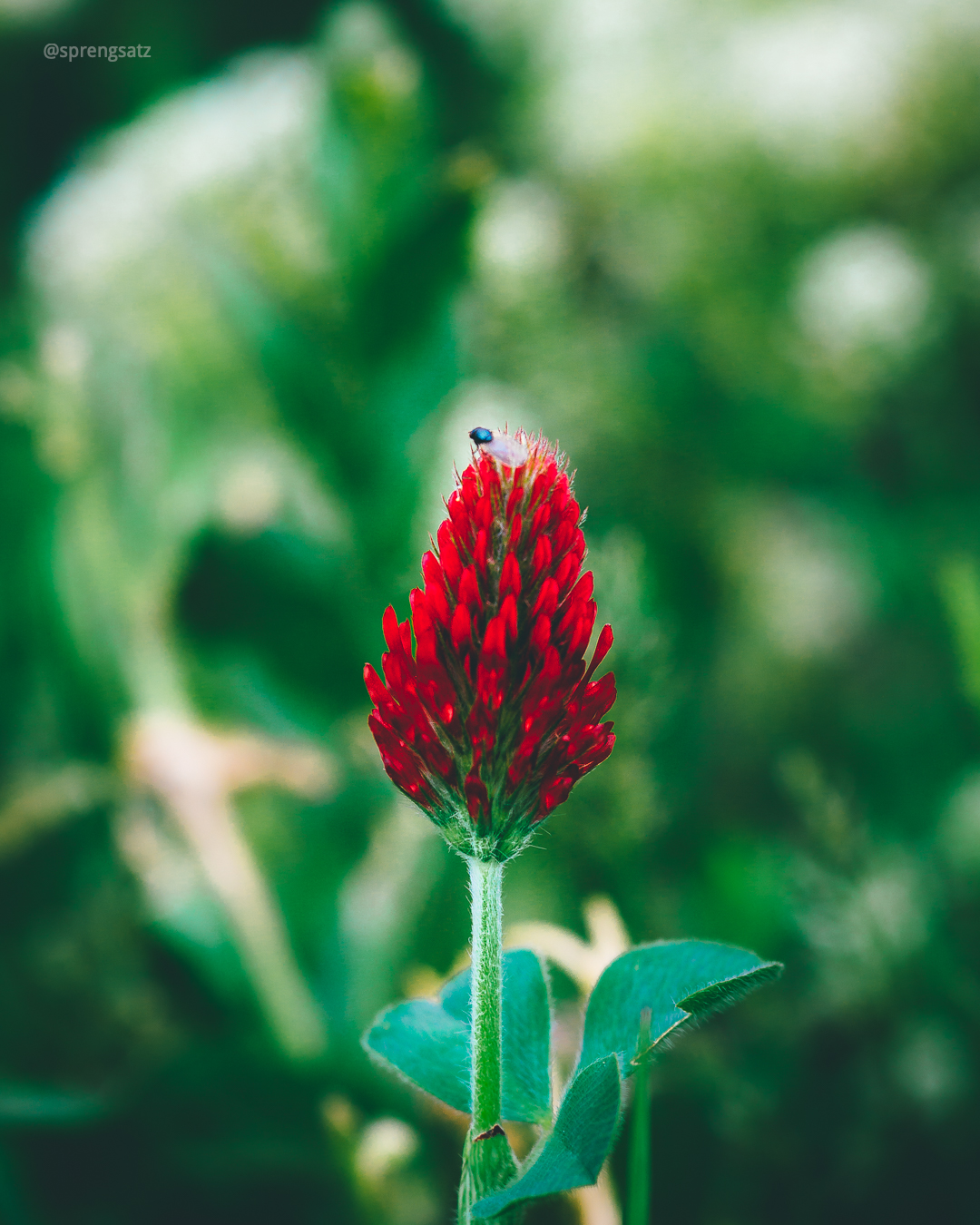 Rosenkleeblüte (Macro)