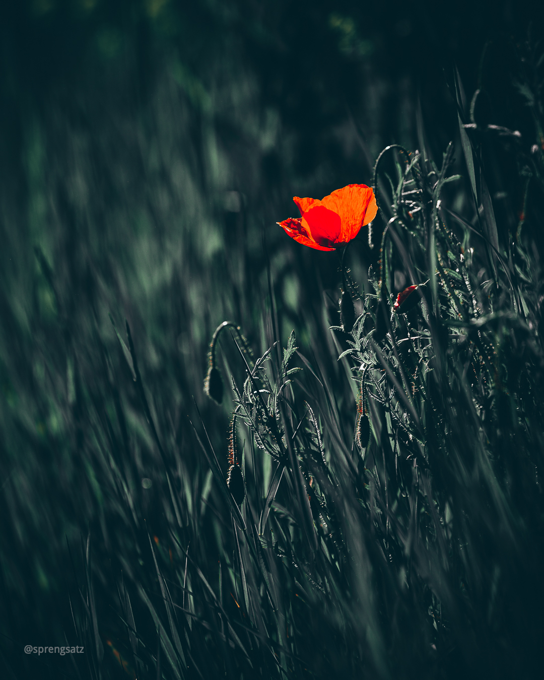 Rote Klatschmohnblüte im Gras am Wegesrand