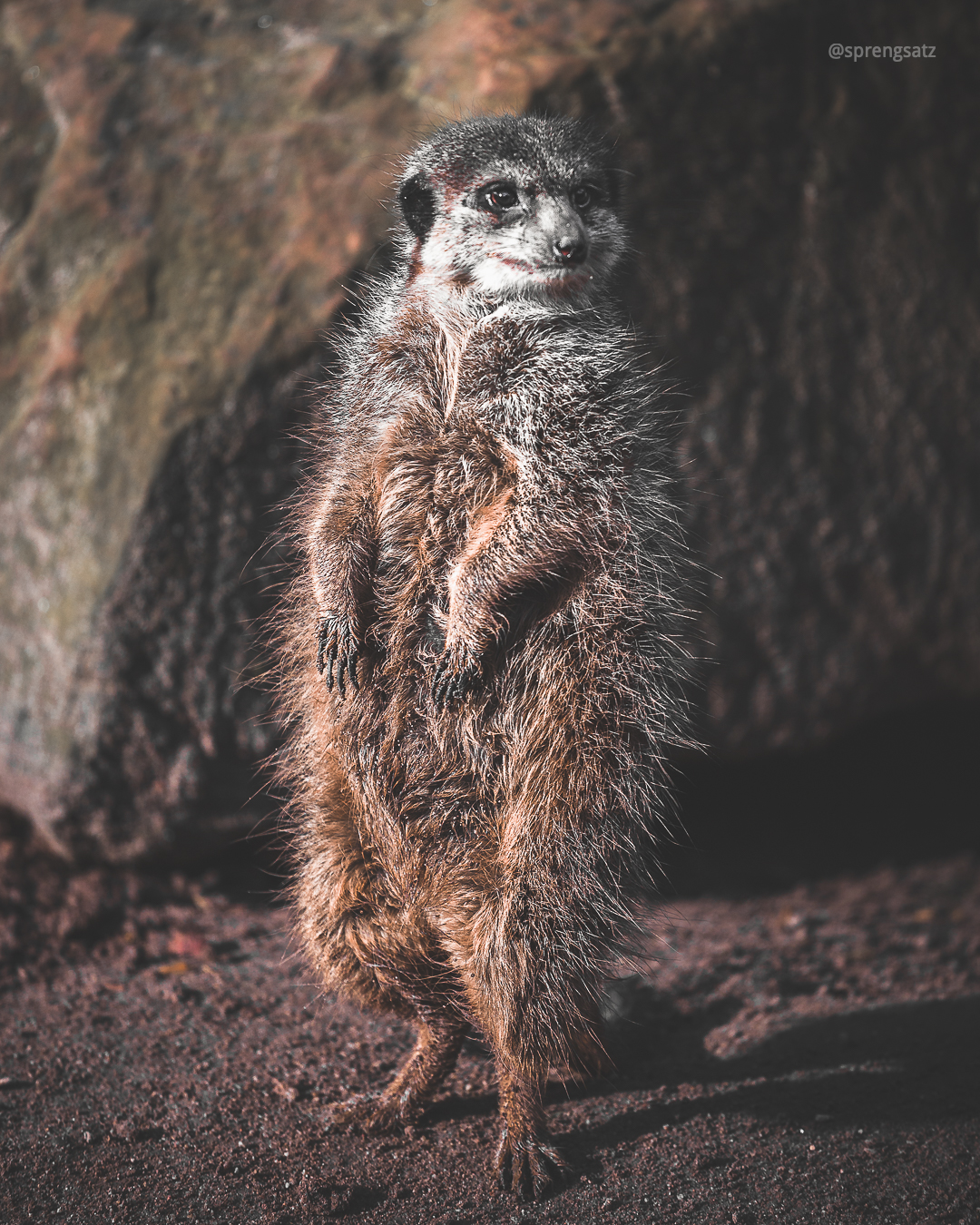 Ganzkörperportrait eines stehenden Erdmännchens im Zoo Heidelberg