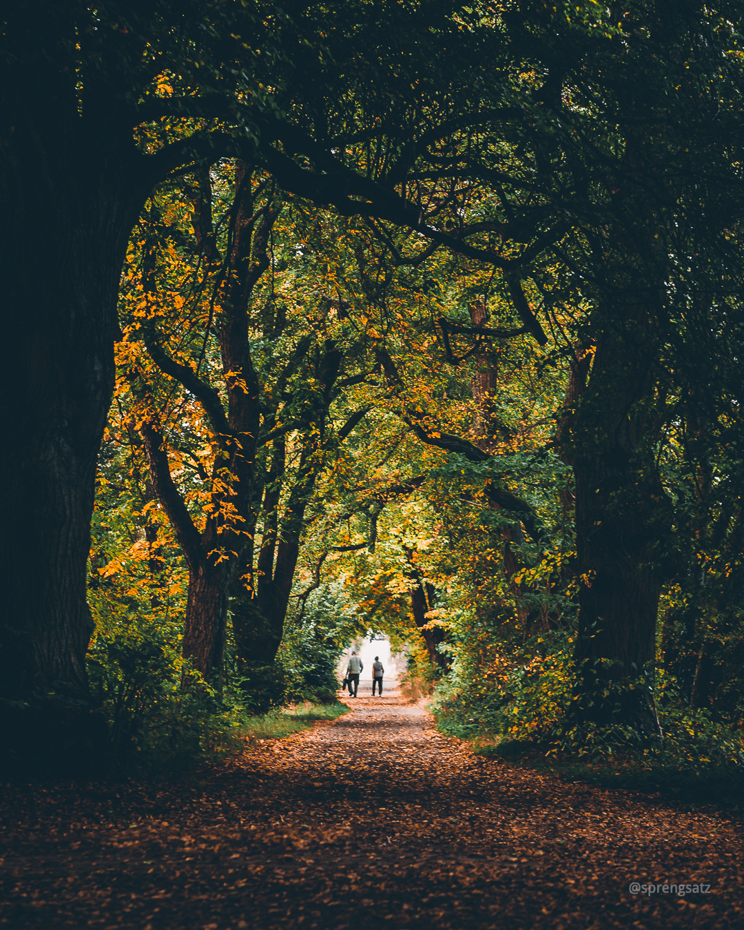 Ehepaar im Rentenalter spaziert durch den herbstlich gefärbten Göllheimer Wald