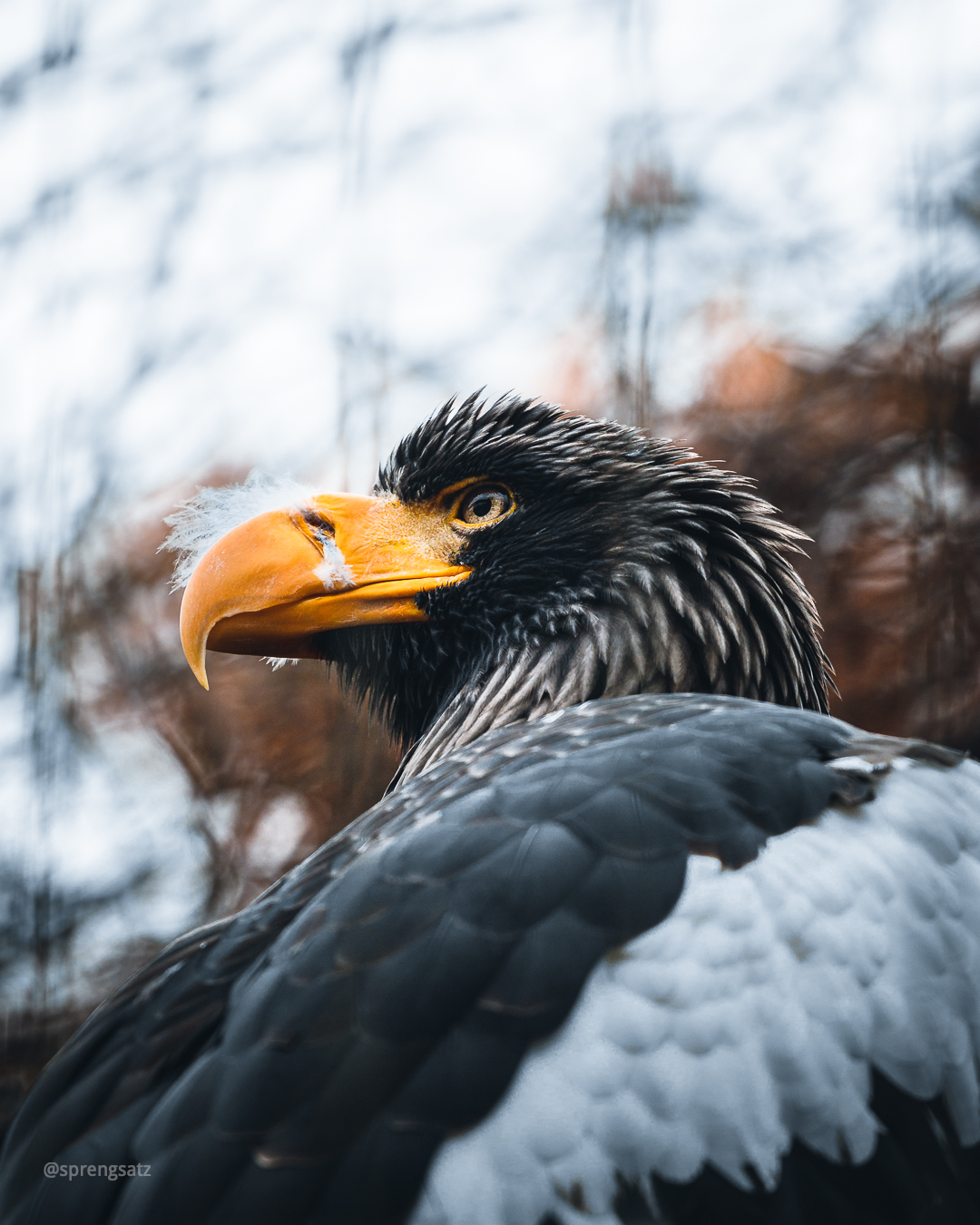 Kopfportrait eines Riesenseeadlers im Zoo Heidelberg