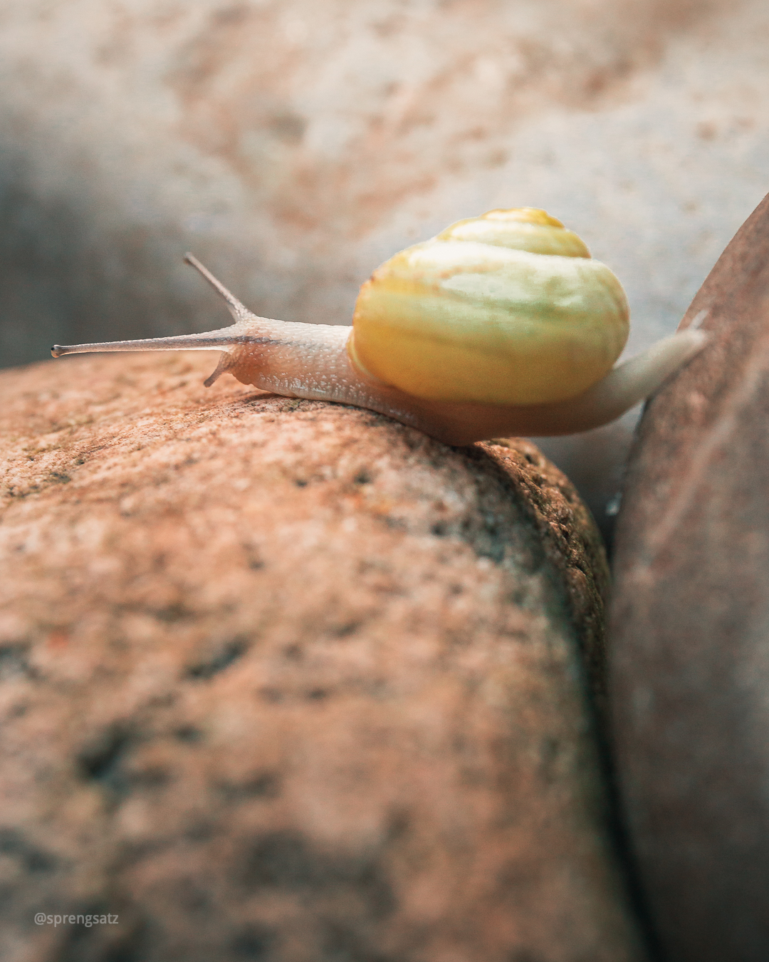 Hain-Bänderschnecke bewegt sich über steiniges Terrain im Garten