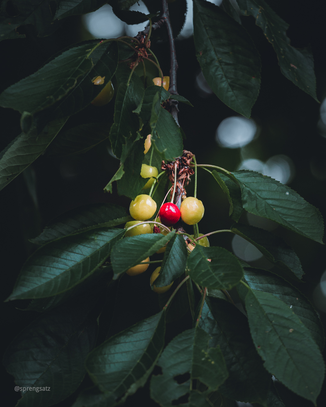 Kirschbaum mit reifen, roten Kirschen und unreifen, grünen Früchten