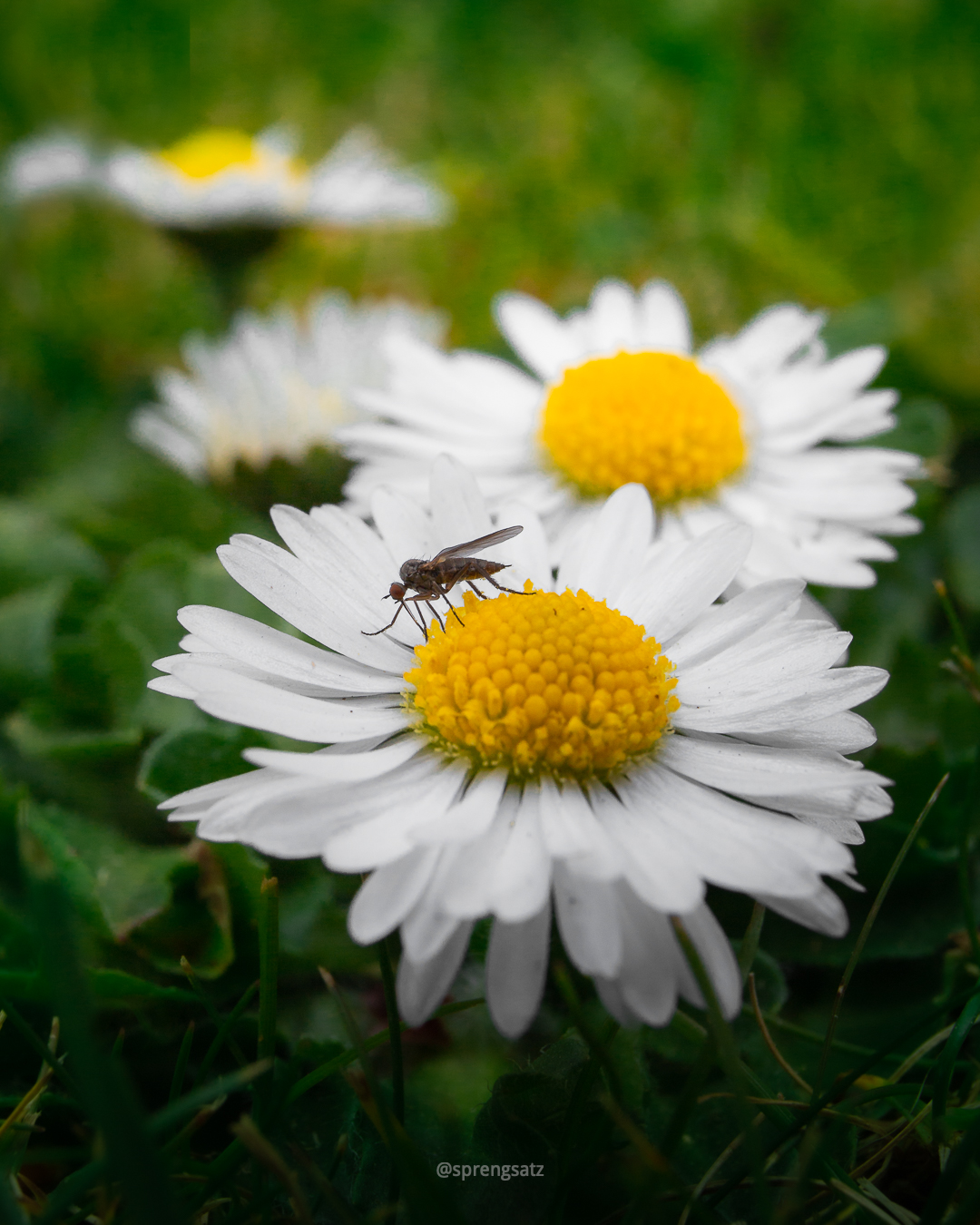 Macroaufnahme eines Gänseblümchens (Tausendschön) mit Insektenbesuch