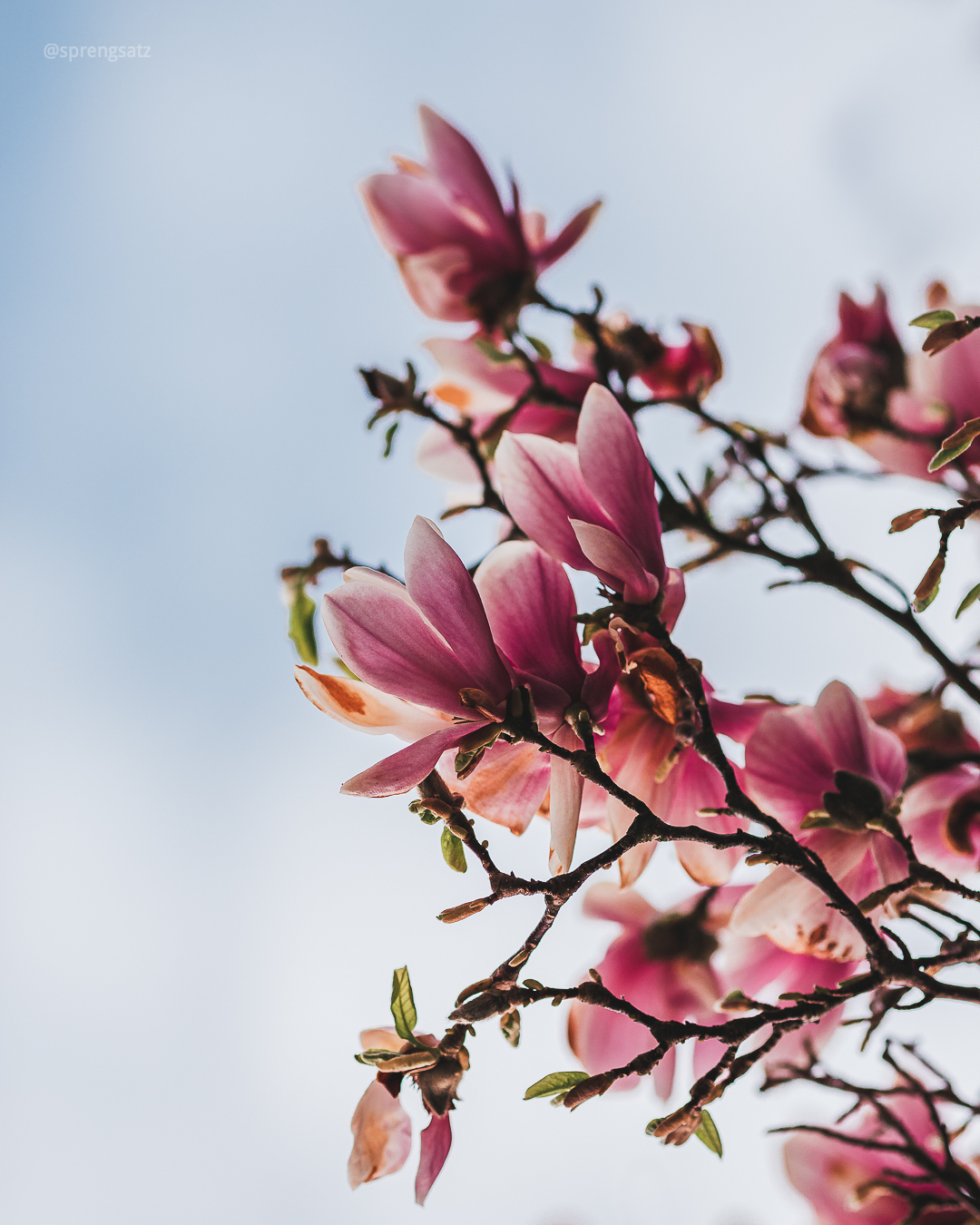 Baumäste der Tulpen-Magnolie vor blauem Himmel (Göllheim)