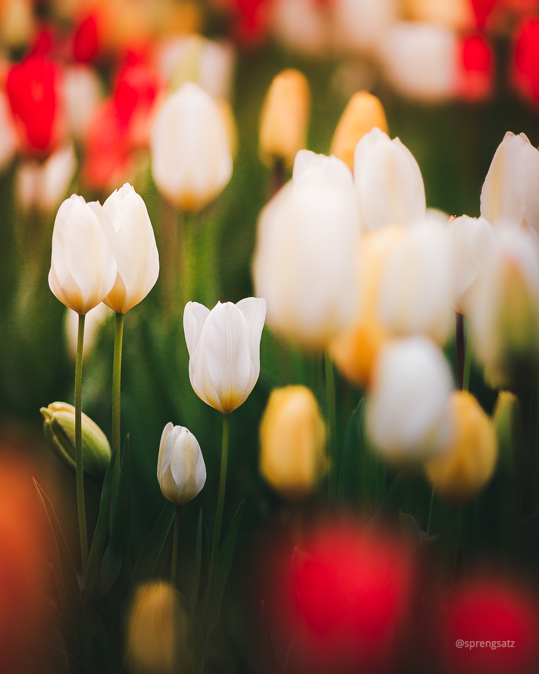 Weiße, rote und gelbe Tulpen auf einer Wiese in Göllheim