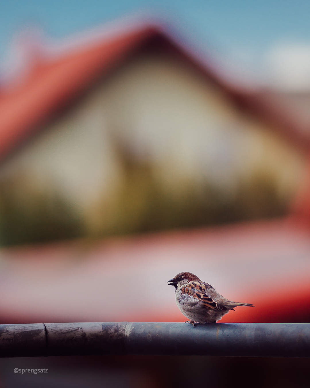 Ein Vogel sitzt auf einem Geländer