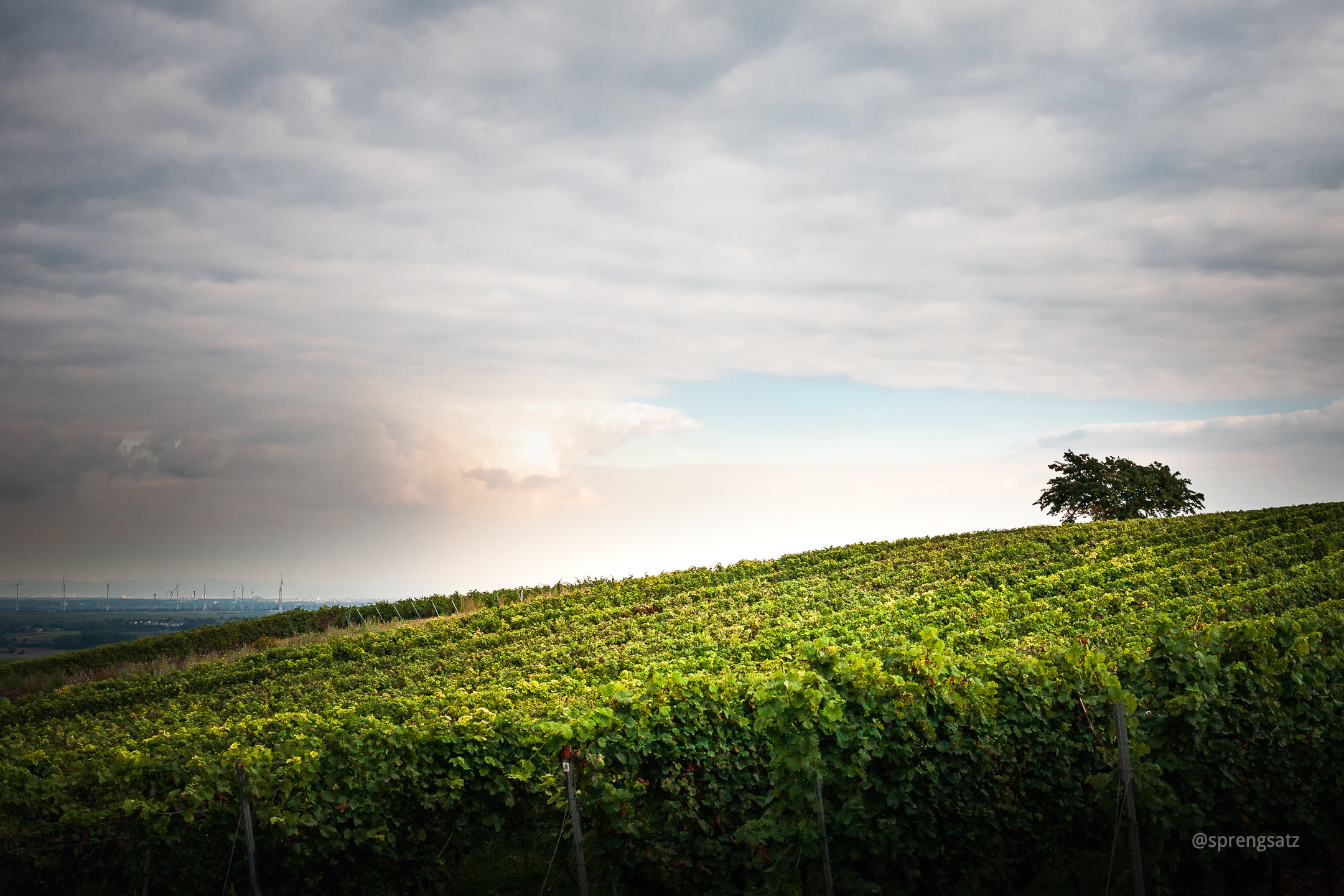 Weinberge mit Weinreben bei Bockenheim an der Weinstraße (Kreis Bad Dürkheim)